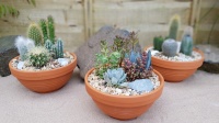 19cm Terracotta Ribbed Bowl - Garden (5)